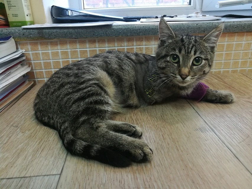 Котенок ищет дом