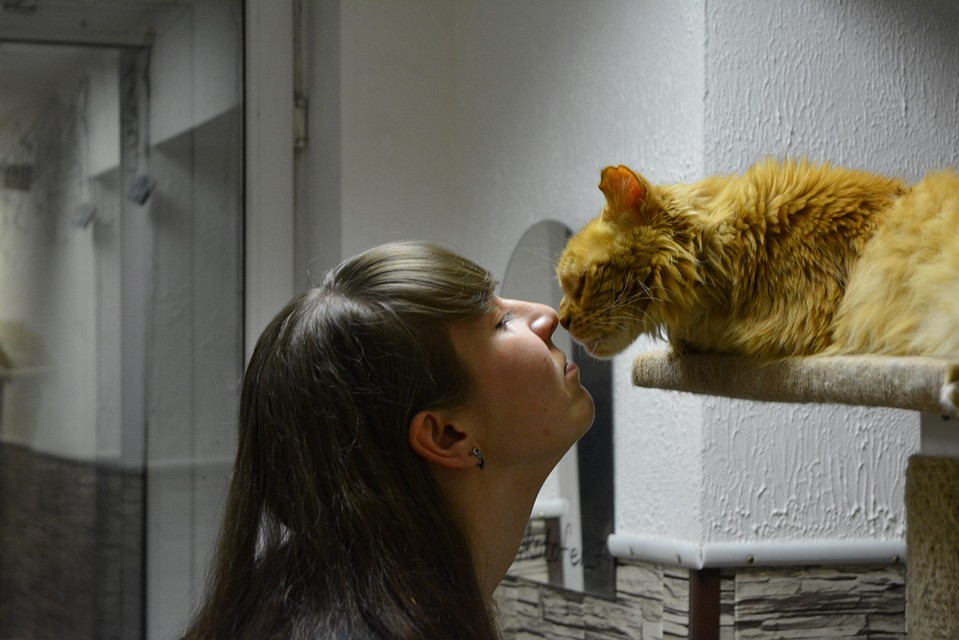 Кот вместо пирожного: постояльцы котокафе ждут любящих хозяев. Фото: котокафе «Котофей»