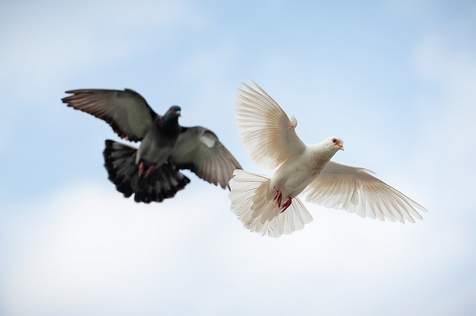 Фото: pixabay.com