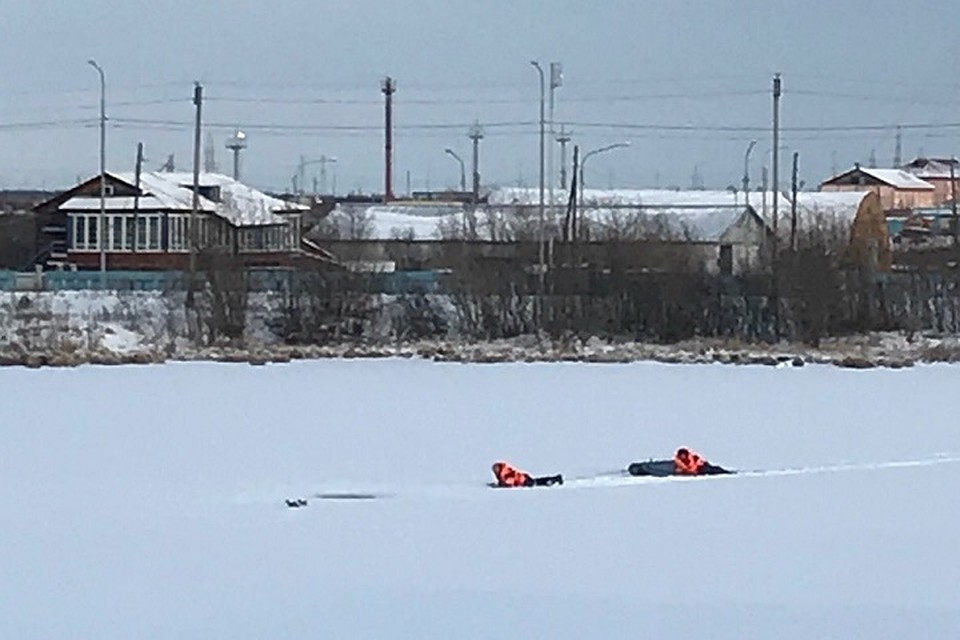 Ямальские спасатели ползли по снегу, чтобы вытащить двух уток из полыньи Фото: группа "Подслушано в Салехарде" vk.com