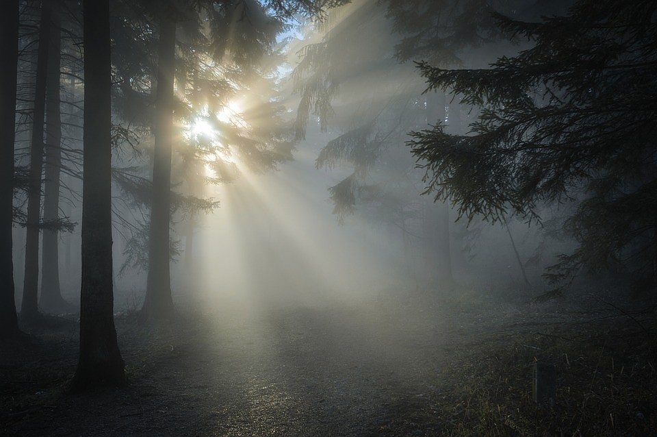 ФОТО: pixabay.com