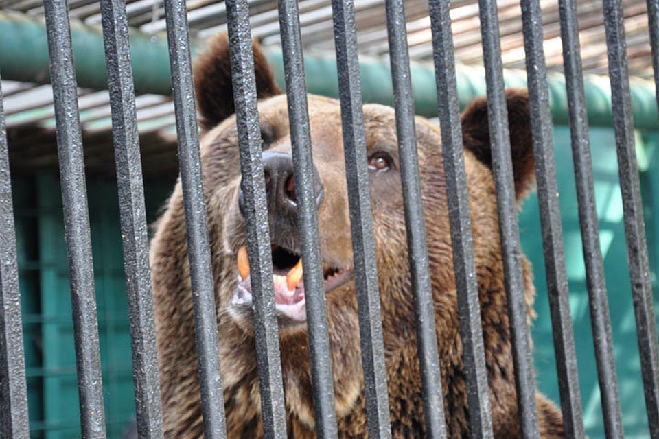 У бурого медведя Ворчуна скоро будет меньше поводов ворчать