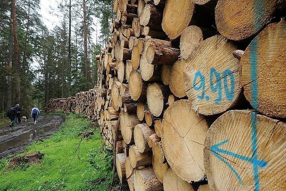 Россия может временно ограничить экспорт древесины в Китай