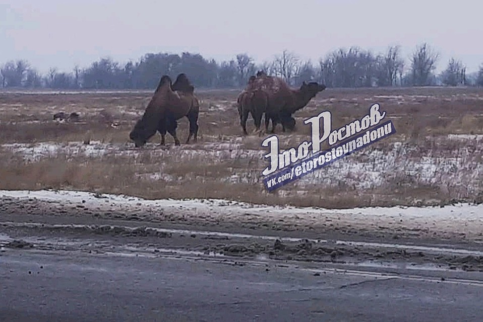 Фото из группы ВК "Это Ростов-на-Дону! - Новости"