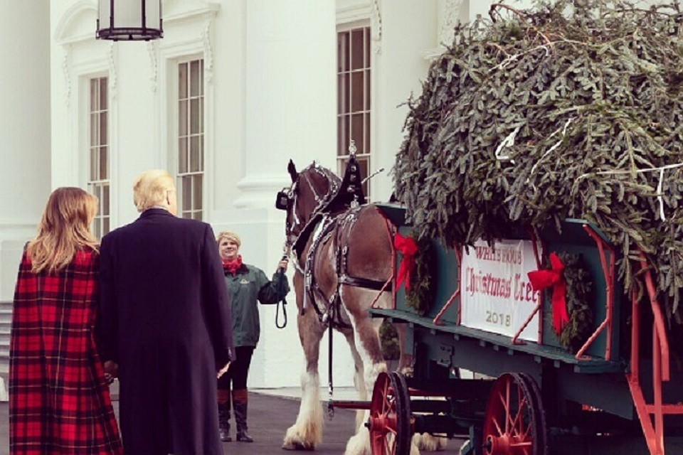 В Белый дом привезли елку. ФОТО: https://twitter.com/FLOTUS/status/1064651522213142529