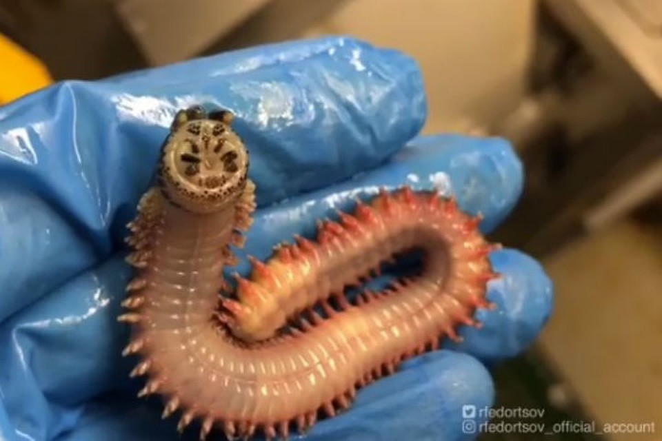 Червь улыбается? Об этом теперь спорят подписчики Романа Федорцова. Фото: www.instagram.com/rfedortsov_official_account/