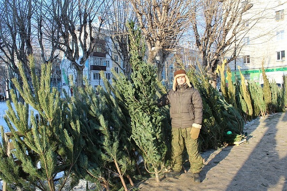В середине декабря молдавское агентство „Moldsilva"начнет процесс подготовки к продаже рождественских елок.