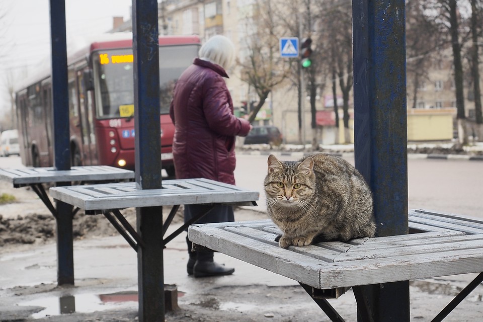 К концу недели в столице потеплеет до +3