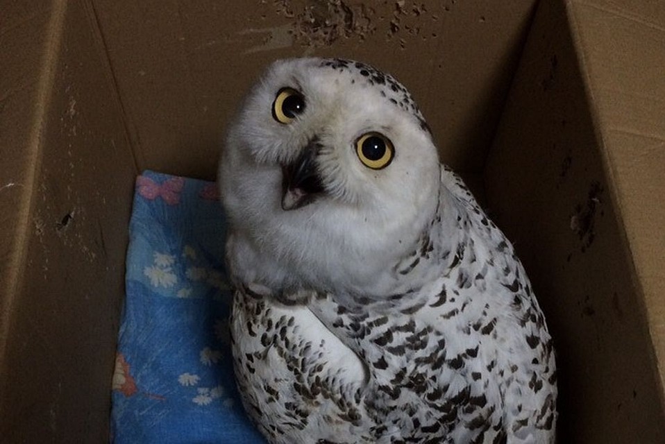 Пациентка Центра реабилитации диких животных. Фото: https://vk.com/birds54
