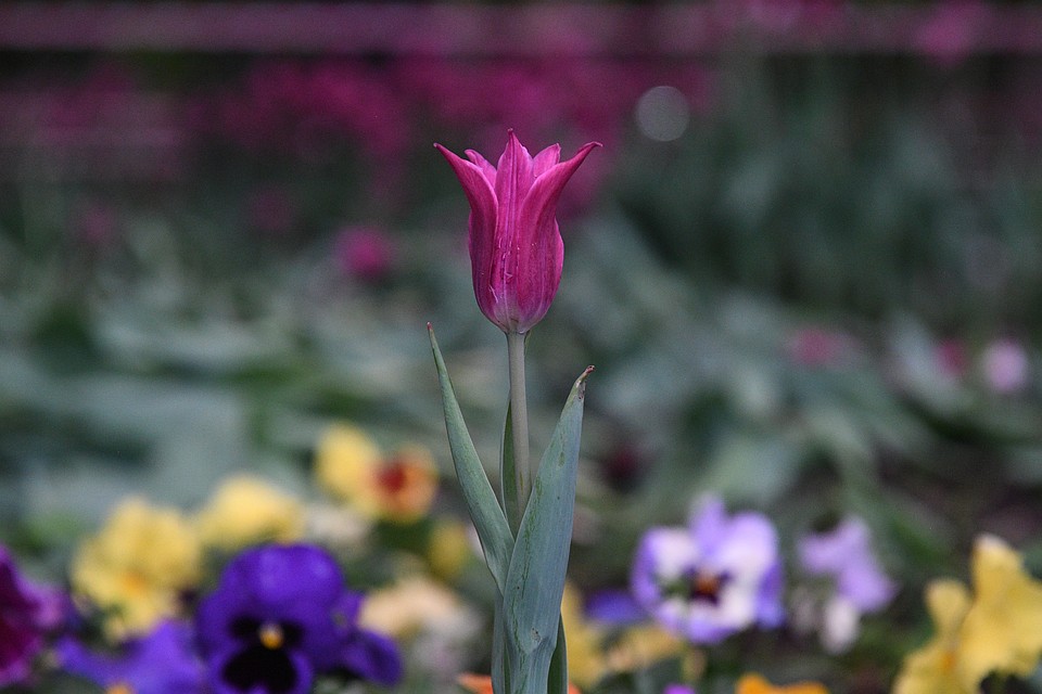 Фото из архива "КП"