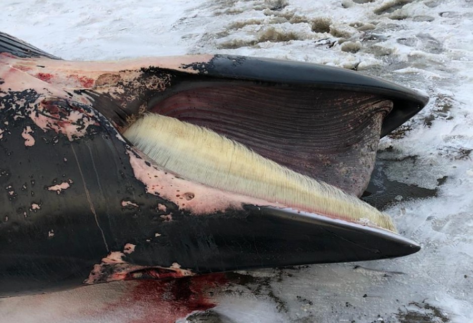 На берег Сахалина выбросило морское чудовище. ФОТО: Предоставлено местными жителями
