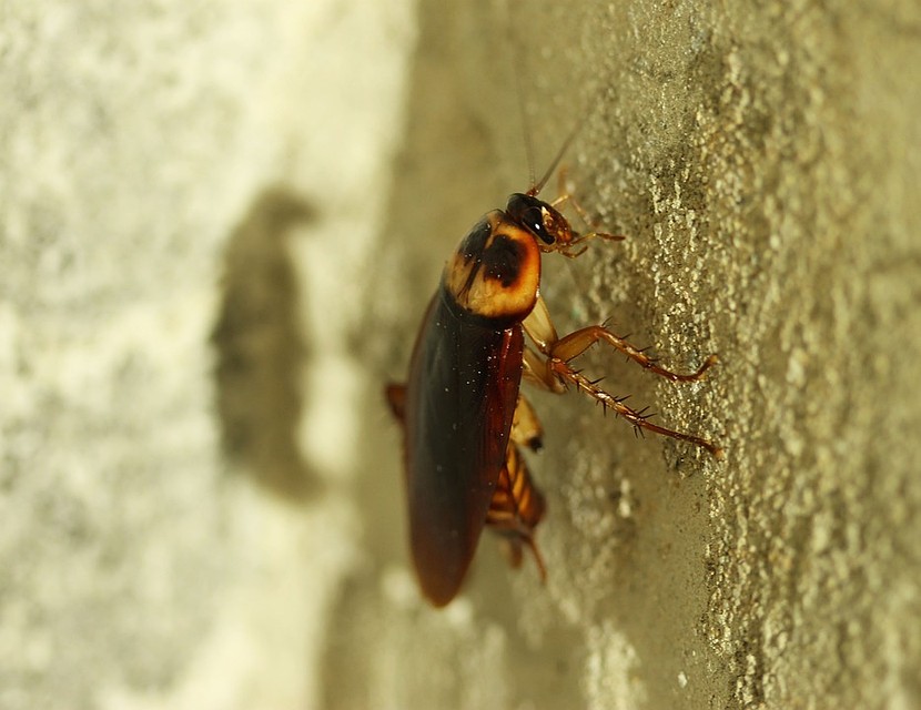 Фото: pixabay.com