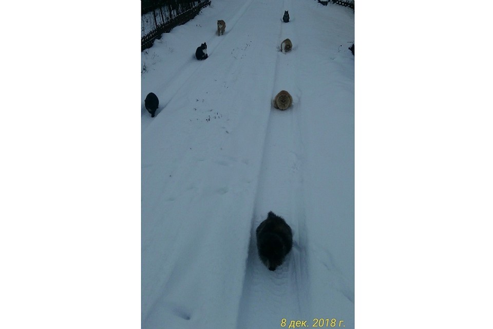 Брошенные кошки. Фото: Алексей Левашев в группе "Жесть Ярославль"/vk.com.