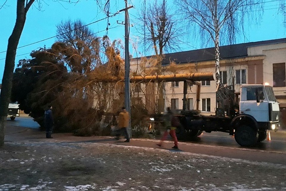 Пока пышную елку везли по полоцким улицам, она то застревала под банером, то запутывалась в проводах, рассказывают горожане. Фото: социальные сети.