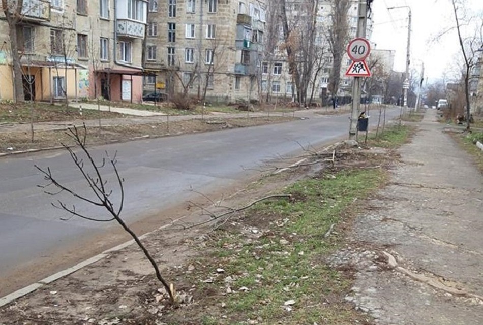 Вот так сейчас выглядит "алея" на Ботанике. Фото: Андрей Березиков/фэйсбук/группа ГБМ