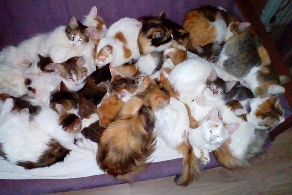 20 кошек живут в квартире у ярославцев. Фото: из личного архива Надежды.
