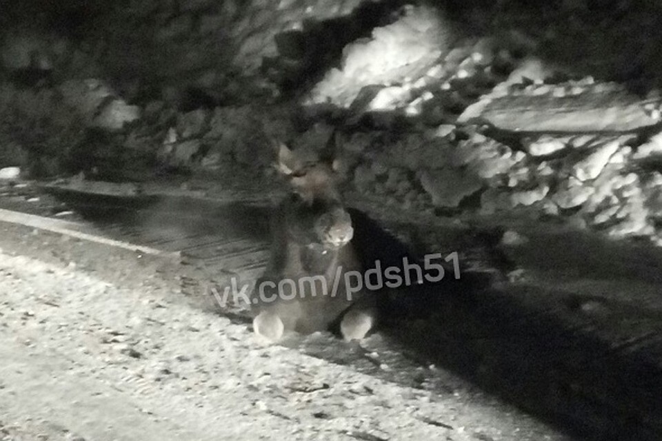 Увы, маленькая лосиха не пережила полученного стресса и погибла. Фото: Подслушано Апатиты