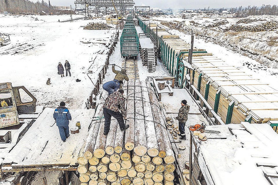 Китайцы скупают в Сибири и на Дальнем Востоке лучшую древесину и отправляют в КНР