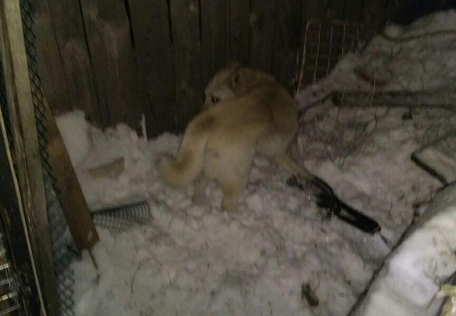 Жительницу Арзамаса обвиняют в жестоком убийстве бездомной собаки.