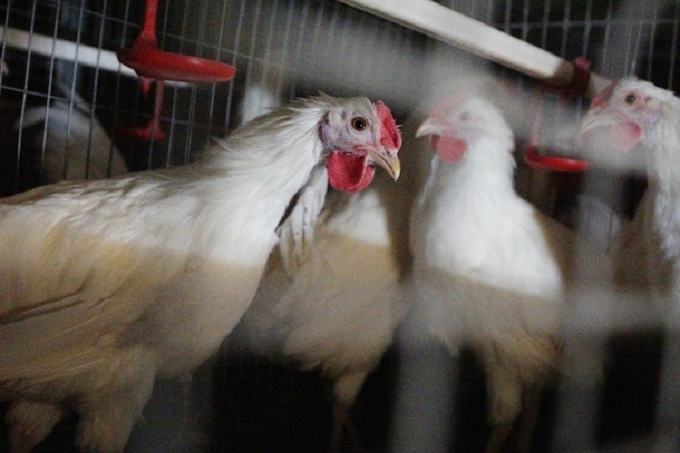 Испорченную продукцию захоронили прямо во дворе предприятия.