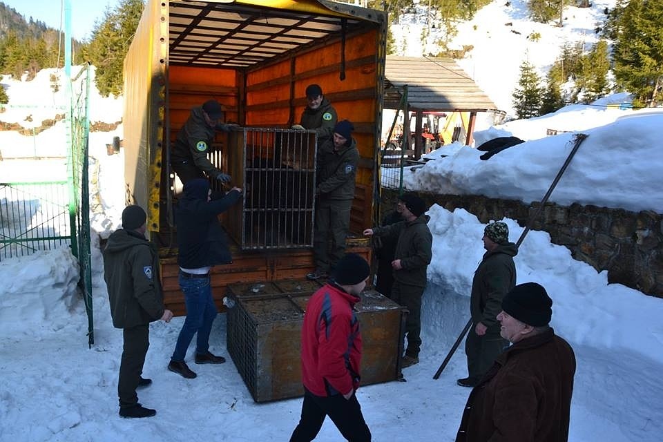 Животных перевезли из зоопарка в Покровске, где их практически не кормили. Фото: dnews.dn.ua