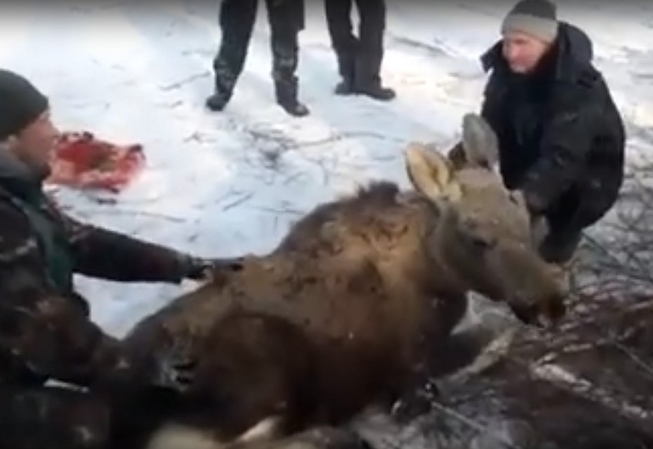 Спасение лосенка. Кадр из видео oblast45.ru