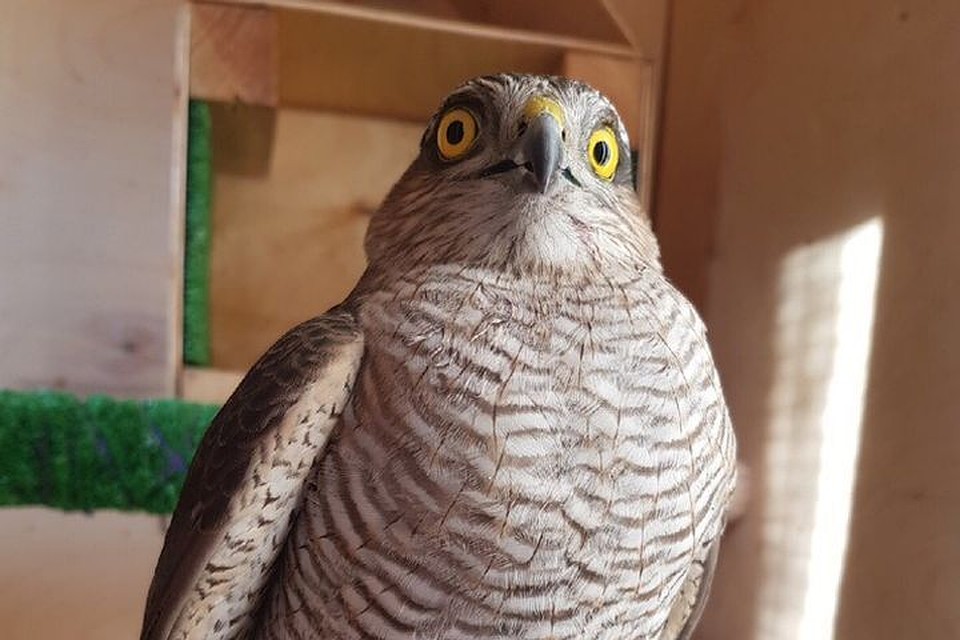 Ястреб уже идет на поправку. Фото: https://vk.com/birds54.