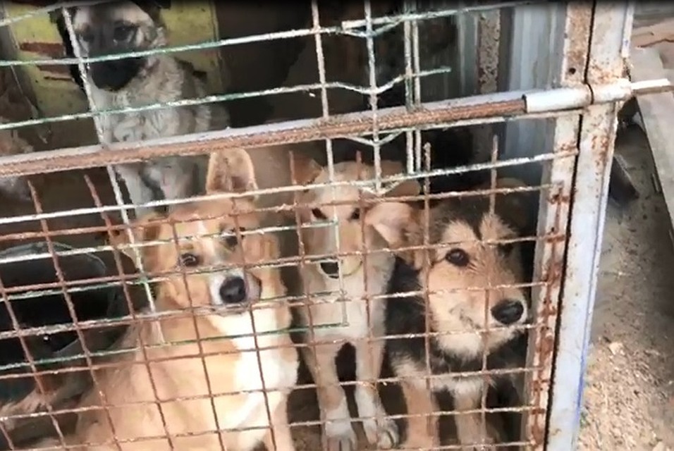 Волонтеры пришли в ужас, когда увидели - в каких условиях содержаться животные. Фото: архив волонтеров Новочеркасска.