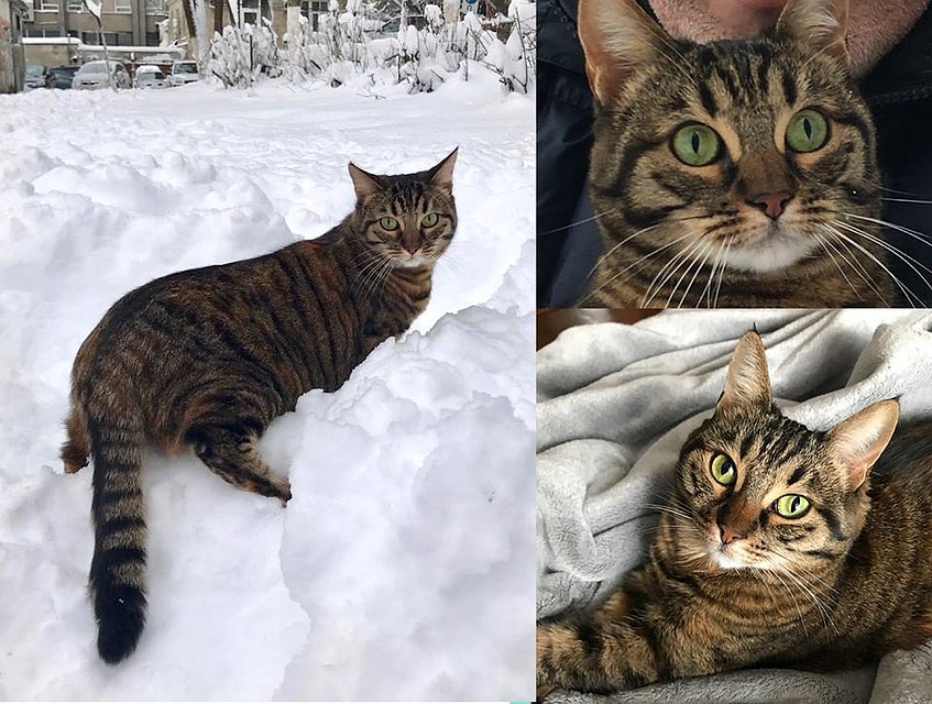 Фото пропавшей кошки.