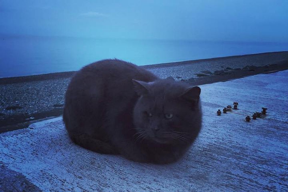 Глава Новокузнецка в Сочи пообщался с котом. Фото: Instagram Сергея Кузнецова.