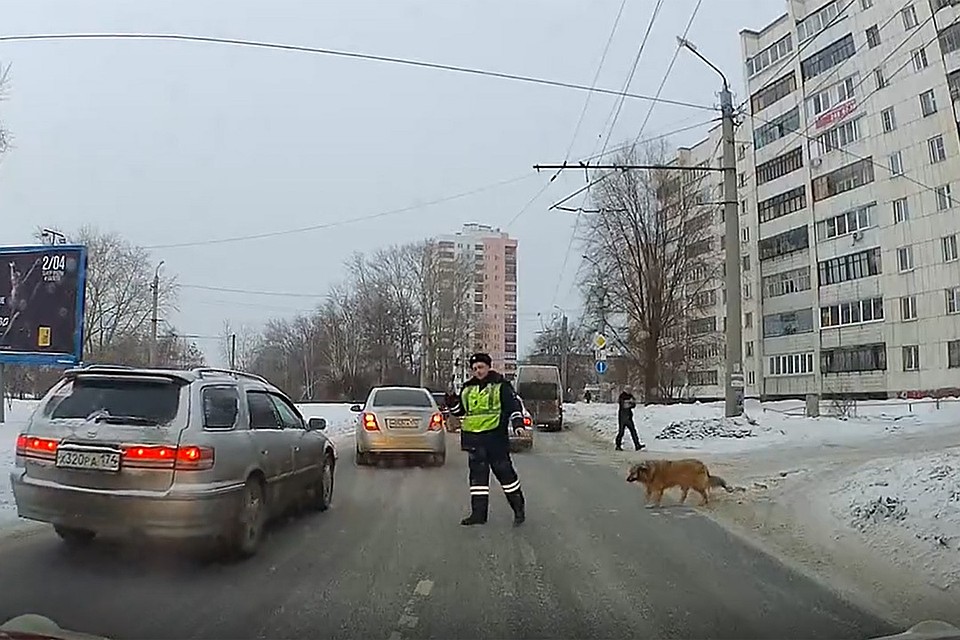 Кадр из видео: инспектор остановил машины ради дворняги.