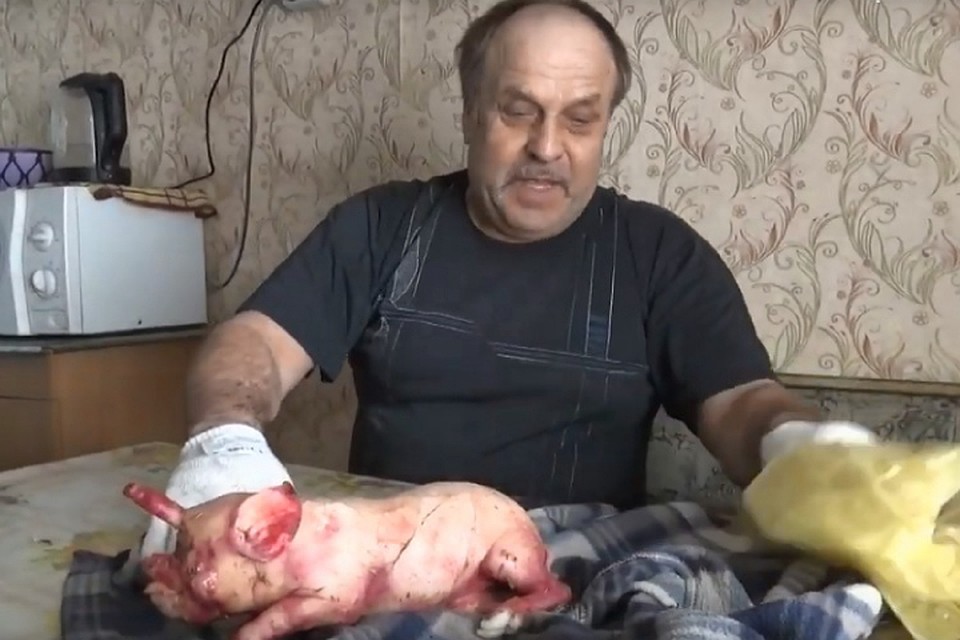 Поросенок-мутант родился в Крутихинском районе