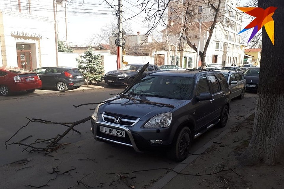 Ветки дерева упали на автомобиль.