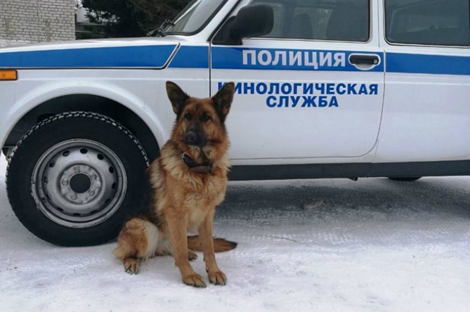 Собака нашла пропавший велосипед в подъезде дома в ЕАО