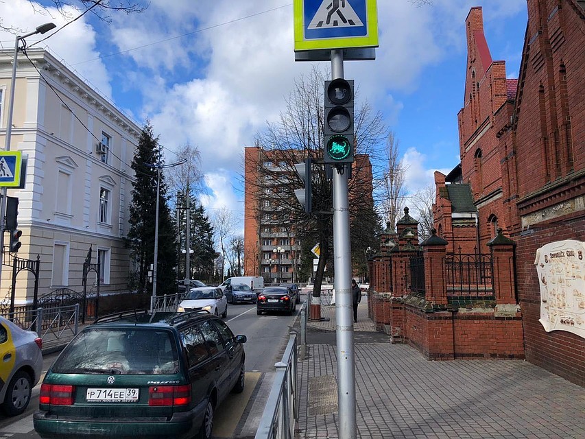 Первый кошачий светофор в Зеленоградске