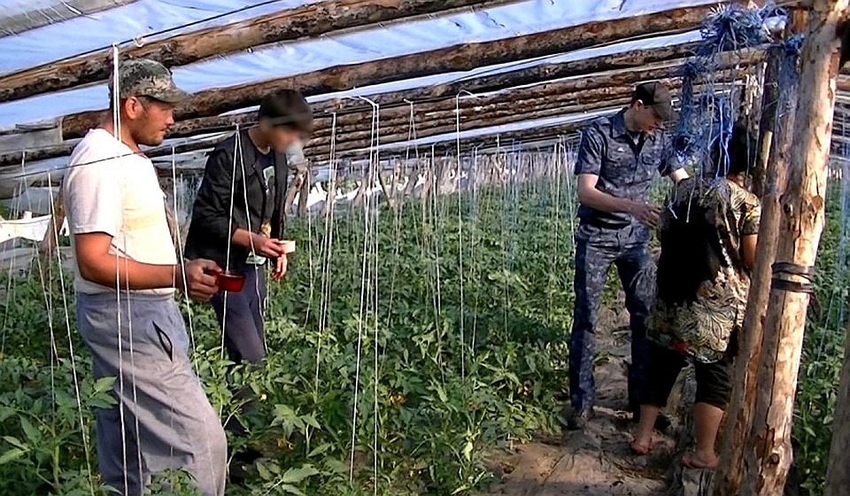 Полицейские рьяно борются с мигрнатами на овощных полях.