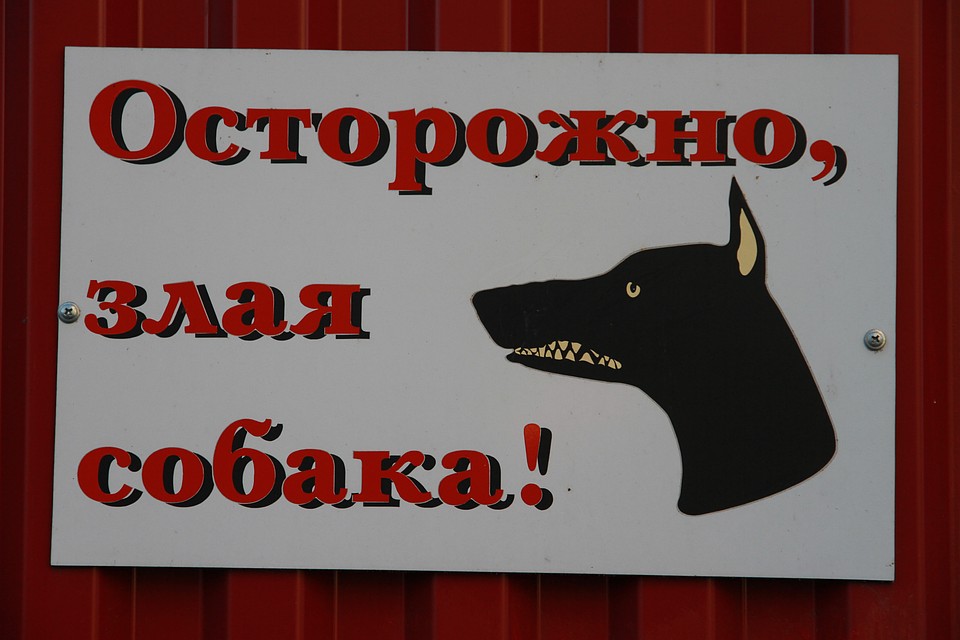 Собака напала на школьника, вцепившись в брюки на уровне гениталий