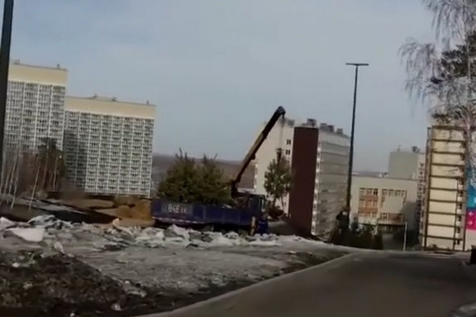 Красноярцы сняли на видео, как возле СФУ убирают посаженные до Универсиады ели. Стоп-кадр видео