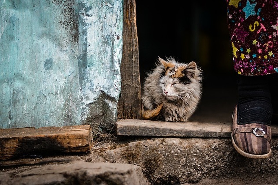 ФОТО: pixabay.com