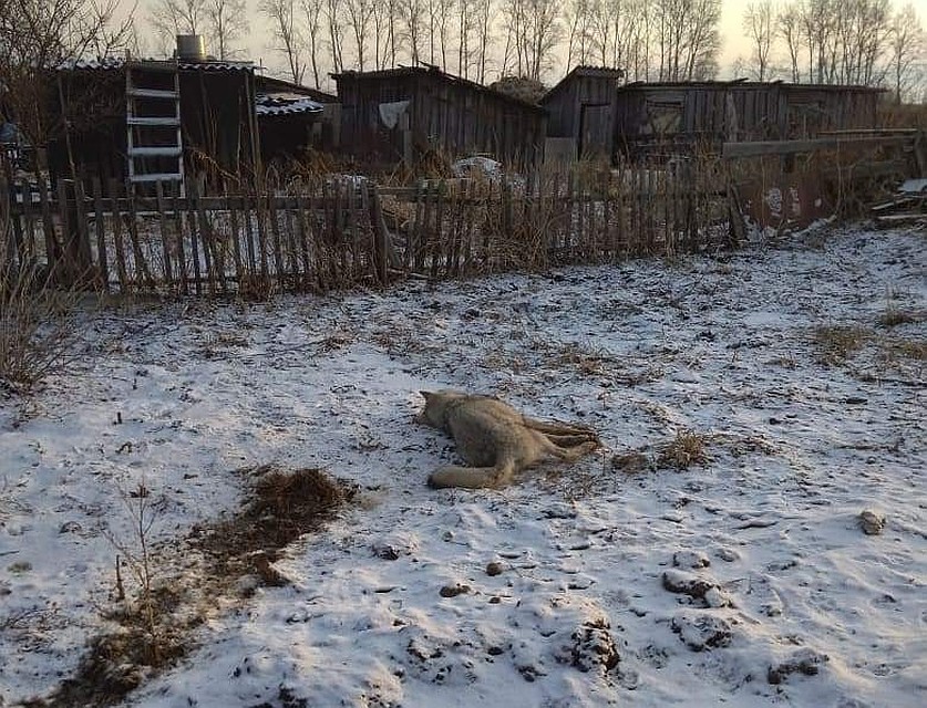 Хищник пришел под утро в село Красноорловка. Фото: instagram.com/ohotaamur