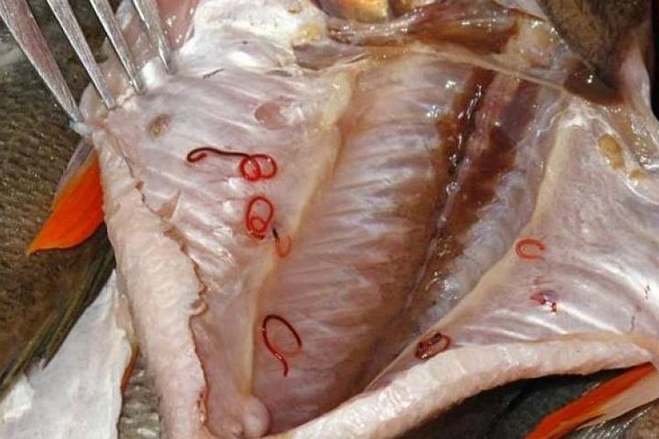 Так выглядит зараженная описторхами рыба. Фото: www.fishingsib.ru.