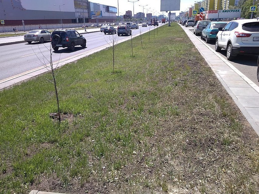 В 2018 году туи уже начали кое-где менять на другие растения