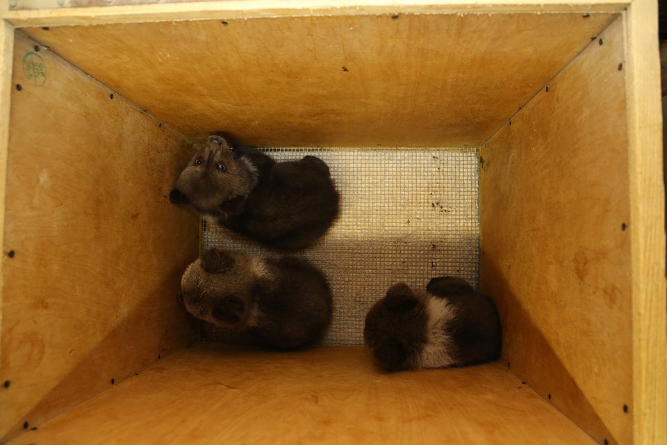 Проехали сестрички полторы тысячи километров Фото: orphan-bear.org