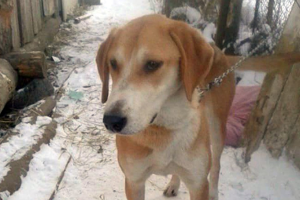 Недавно породистые псы стали пропадать с участка