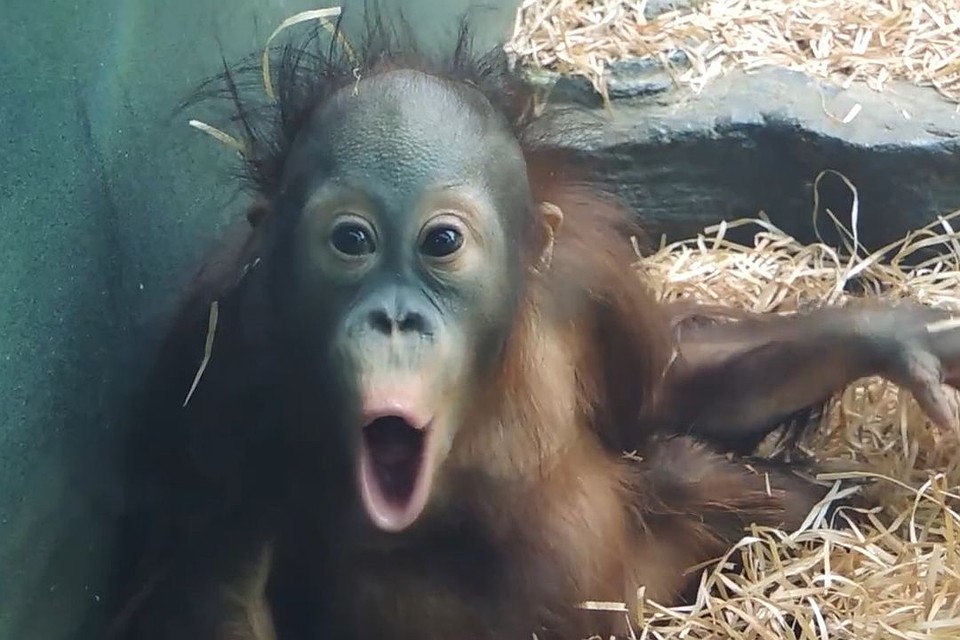Матику начинает осваиваться среди сородичей. Фото: Наталья НАЗАРОВА/vk.com/moscow_zoo.