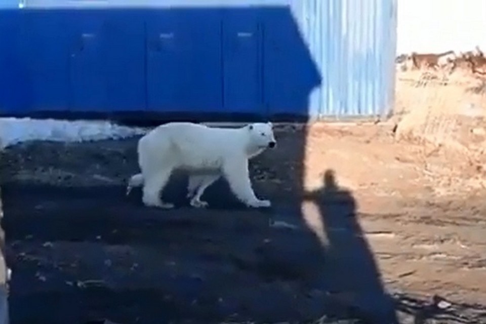 На Камчатке спасают белого медведя, приплывшего на льдине с Чукотки