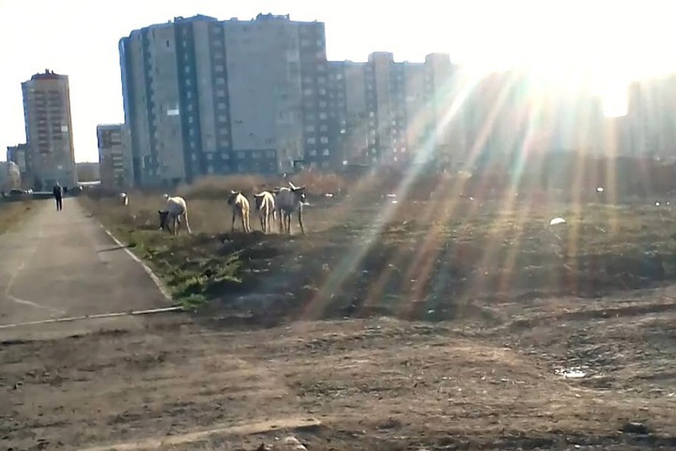 Стадо оленей разгуливало по улицам Кемерова. ФОТО: кадр видео vk.com, "Инцидент Кемерово", Олеся Александрова.