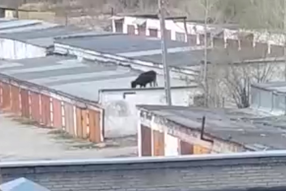 Животное вопреки законам физики оказалось на крыше гаража. Фото: Илья Хахалов, «Это Серова, детка!», vk.com