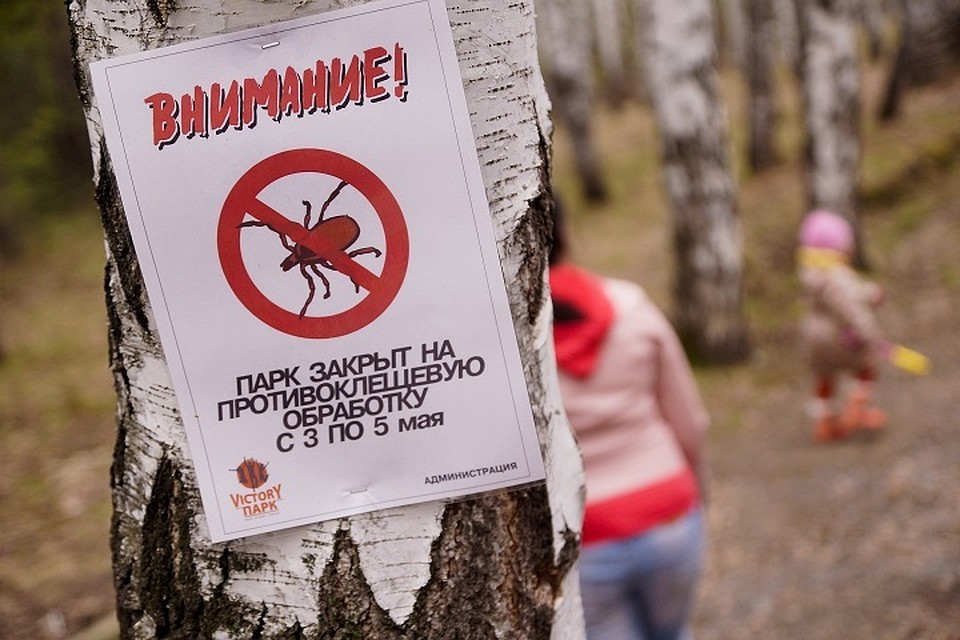 Парки в городе обрабатывают от клещей, но их полно в лесополосе