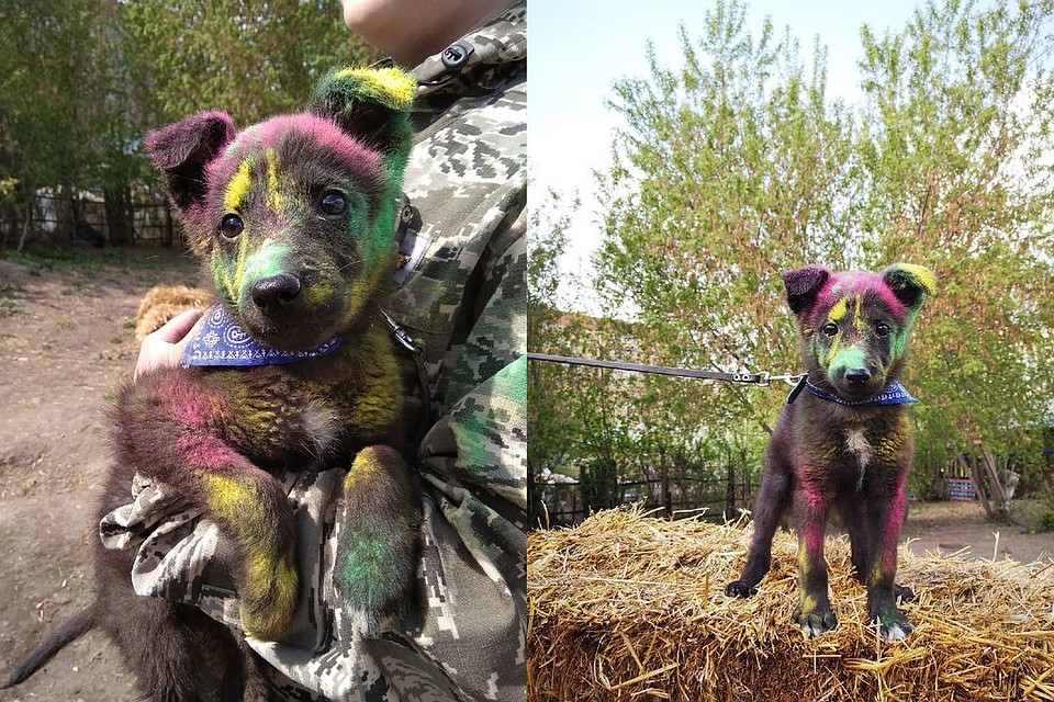 Бездомных собак раскрасили ради фотосессии. Фото: РООПЖ"Кошкино лукошко"\https://vk.com/cat_nsk